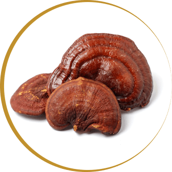 reishi